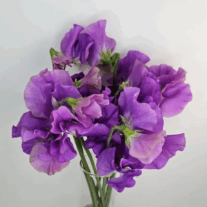 Sweet Pea - Purple